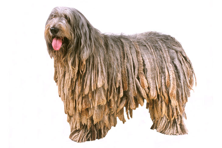 Bergamasco Sheepdog Dog Breed Information