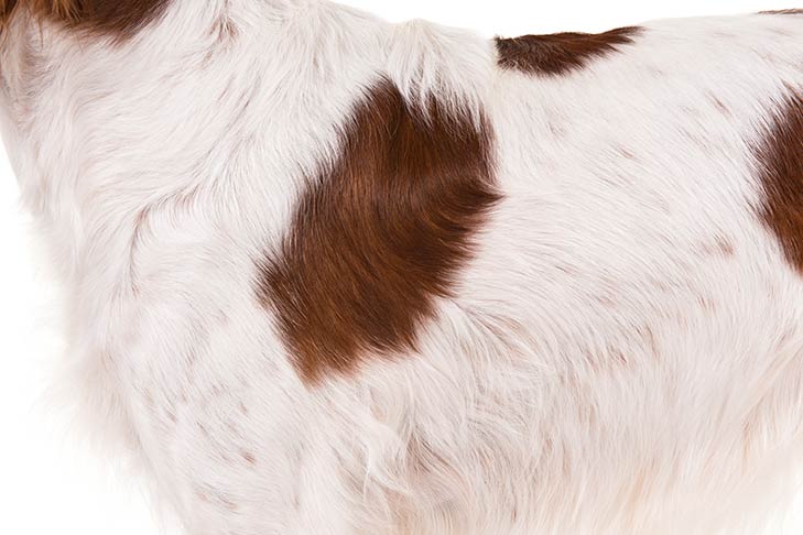 Irish Red and White Setter coat detail