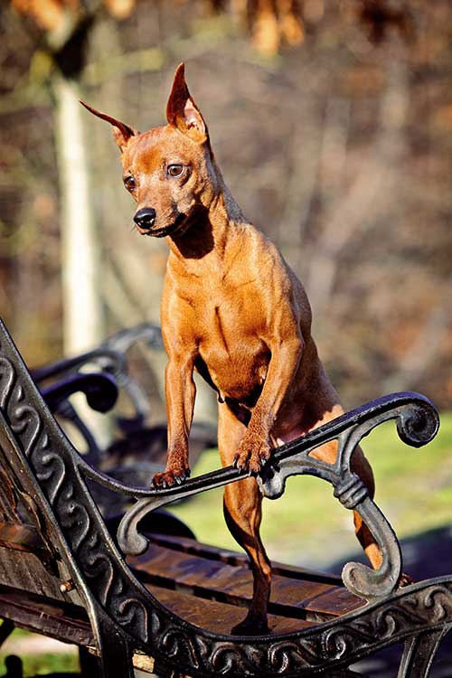 Miniature Pinscher standing on a park bench.