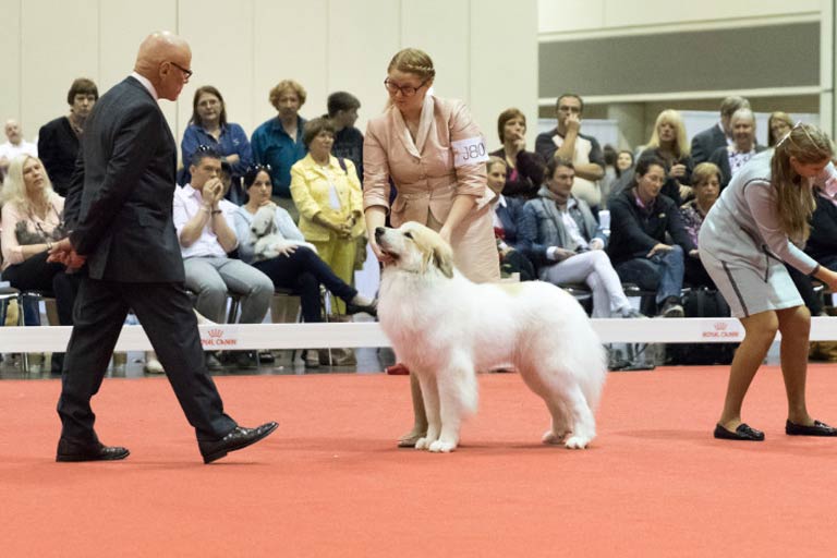 Junior Resources American Kennel Club