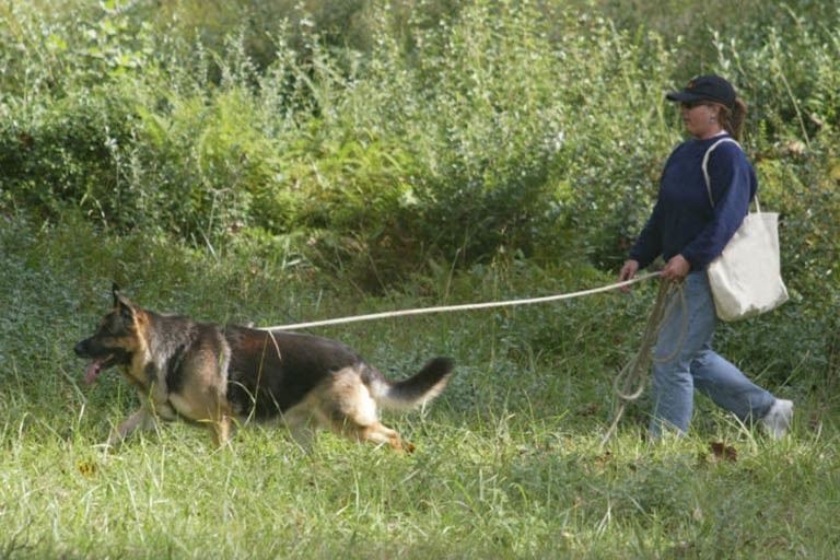 canine tracking