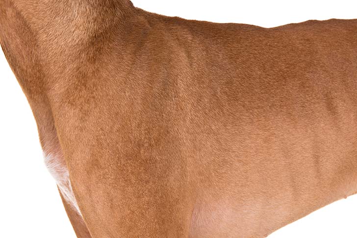 Pharaoh Hound coat detail