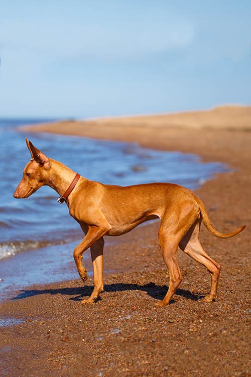 Cirneco Dell Etna Care