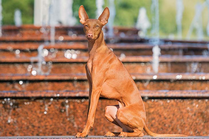 Cirneco dell’Etna sitting outside in front of a tiered fountain