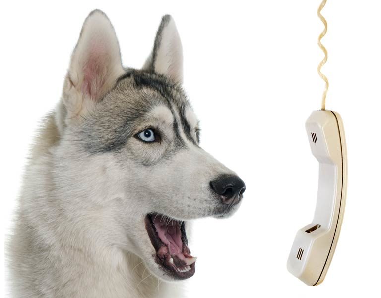 husky on the phone
