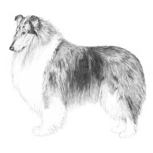 Rough Collie illustration.
