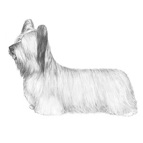 guard dogs that are good with toddlers