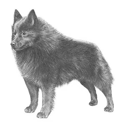 schipperke illustration american kennel club