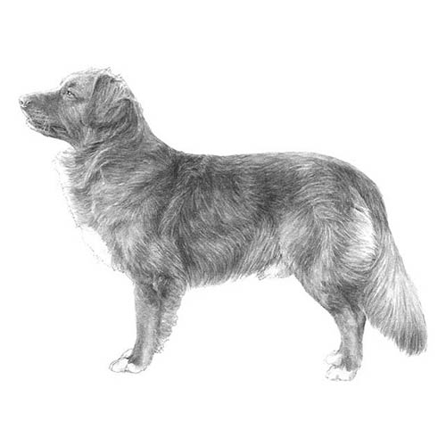 Smallest Natural Dog Breed Name Smallest Natural Dog Breed Name