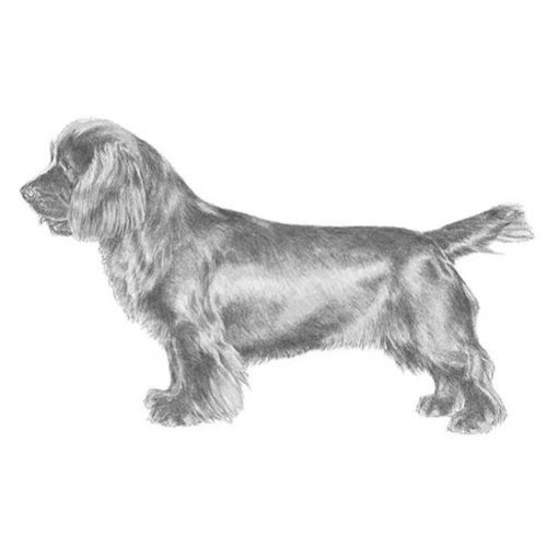 akc spaniel