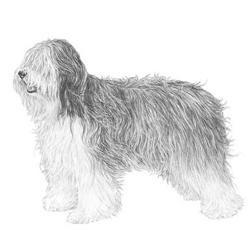 polish sheepdog for sale