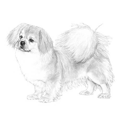 tibetan spaniel breed standard