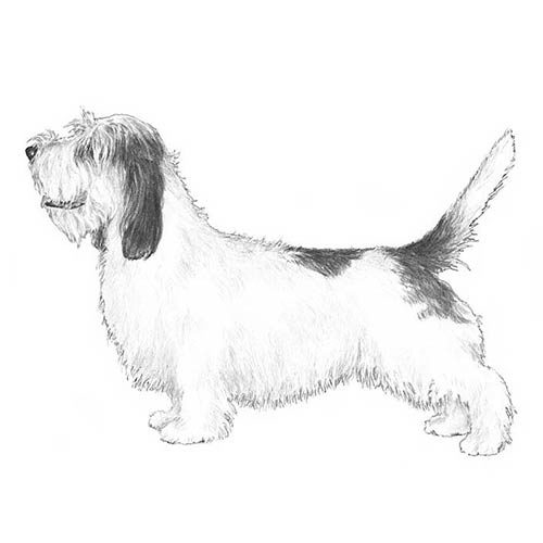 grand basset griffon vendéen