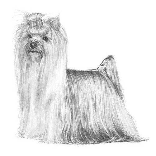 yorkshire terrier illustration