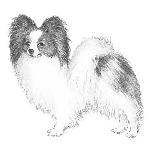 Papillon Dog Breed Information