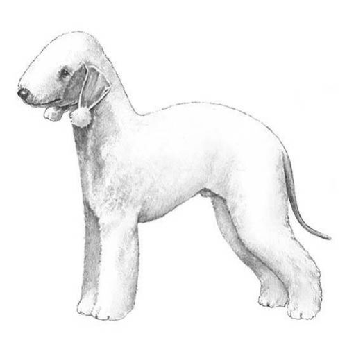 Bedlington Terrier Dog Breed Information