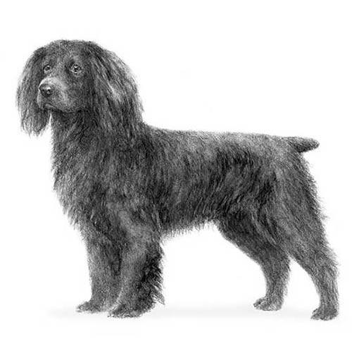 Boykin Spaniel Dog Breed Information
