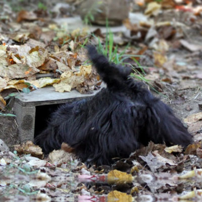 Scottish Terrier participating in an Earthdog trial.