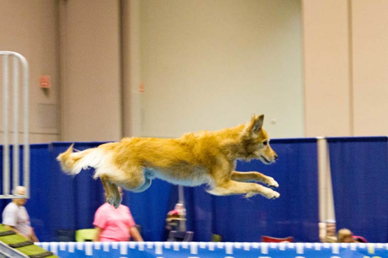 dock diving records by breed