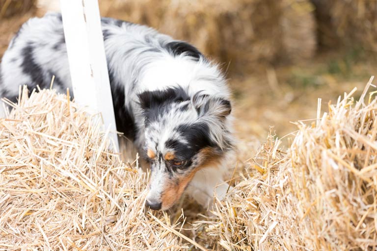 Barn Hunt – American Kennel Club