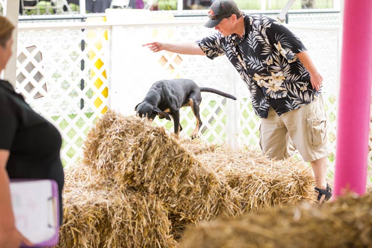 Barn Hunt – American Kennel Club