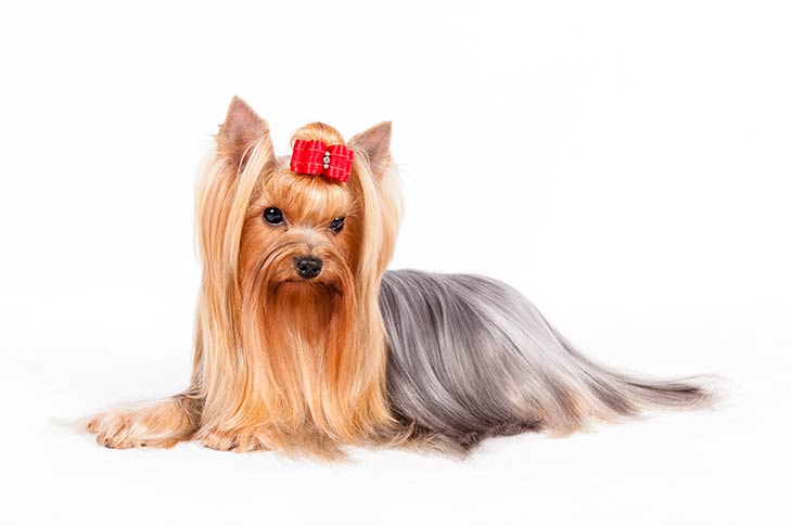 Yorkshire Terrier lying in three-quarter view facing forward.