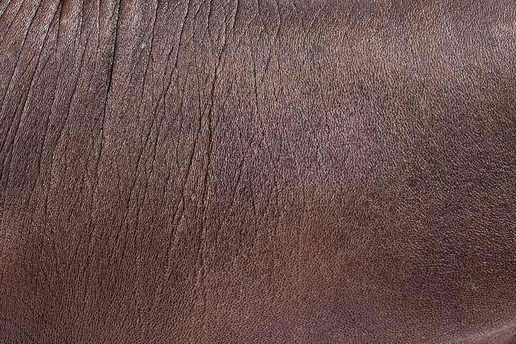 Xoloitzcuintli hairless coat detail