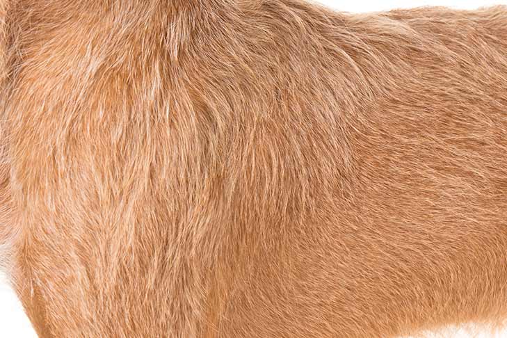 Wirehaired Vizsla coat detail