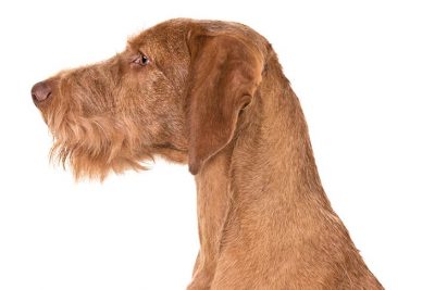 wirehaired vizsla breeder