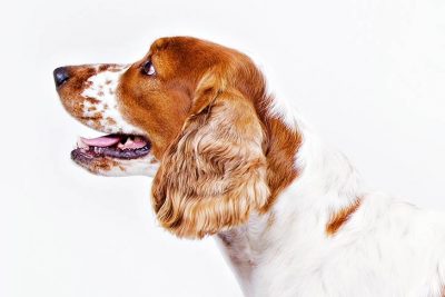 orange and white springer spaniel