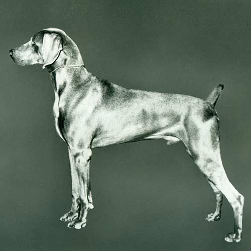 Weimaraner