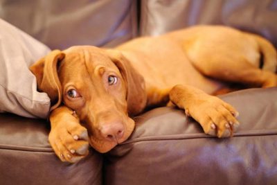 Vizsla puppy laying on the couch.