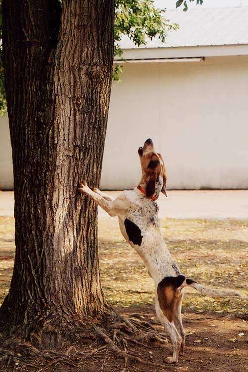 Treeing Walker Coonhound Dog Breed Information