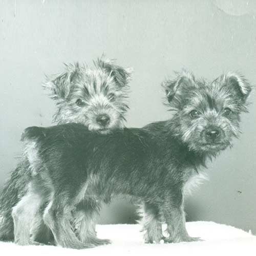 silky terrier stuffed animal