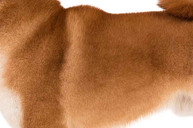Shiba Inu coat detail.
