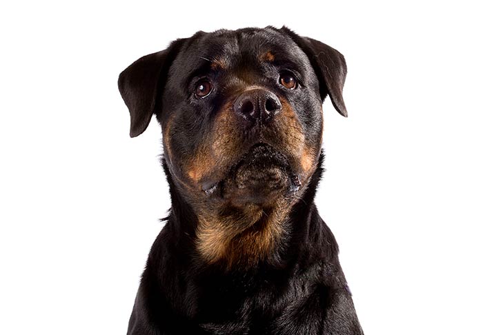 rottweiler egyetlen mester szabad nantes találkozó