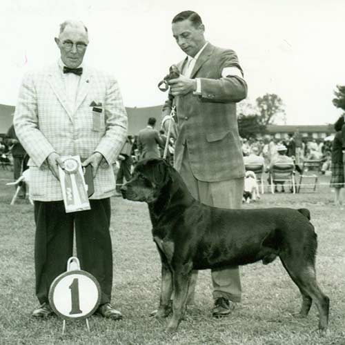 Rottweiler Dog Breed Information