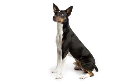 akc rat terrier breeders