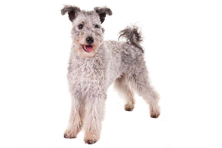 Pumi standing in three-quarter view facing forward