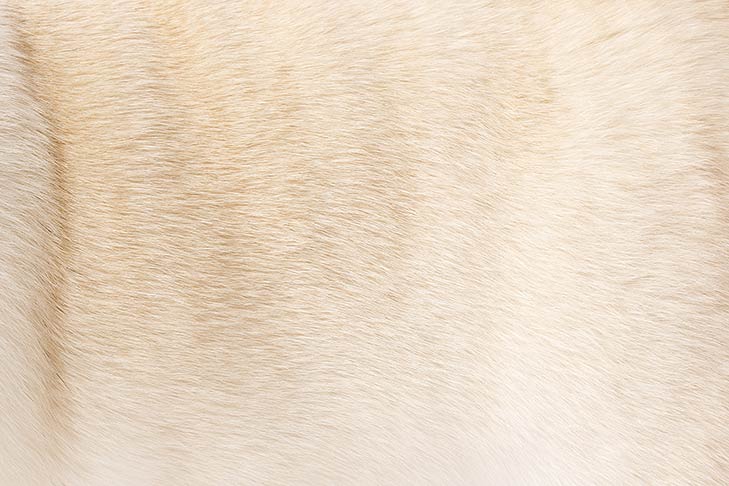 Pug coat detail