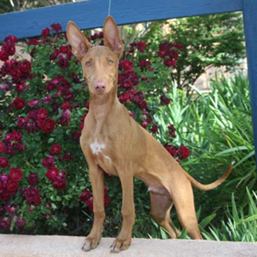 Pharaoh Hound Dog Breed Information