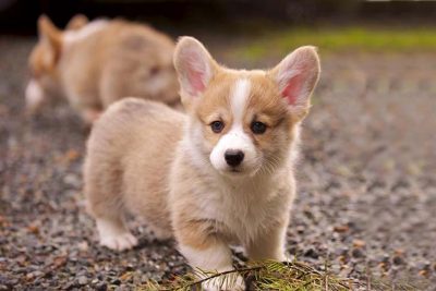 Pembroke Welsh Corgi