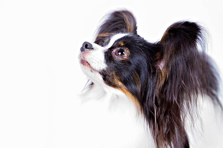 Papillon Dog Breed Information