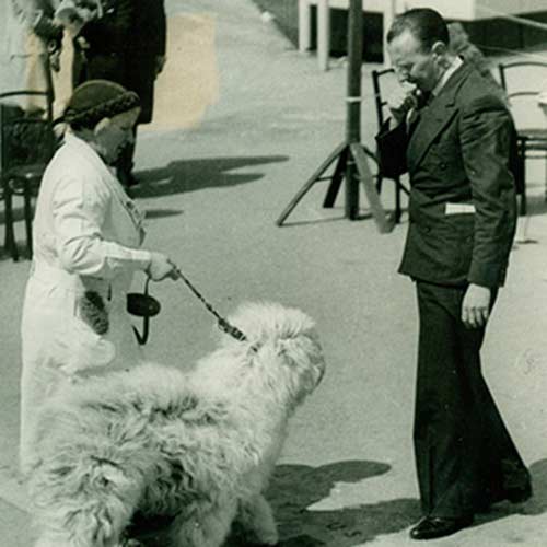 Old English Sheepdog Dog Breed Information