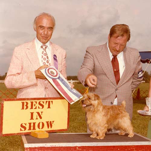 Norfolk Terrier Dog Breed Information