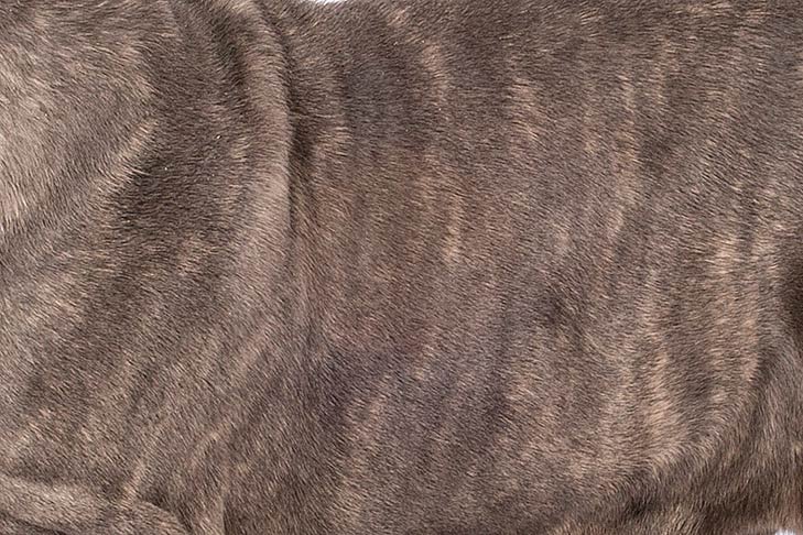 Neopolitan Mastiff coat detail