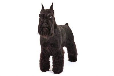 akc miniature schnauzer puppies