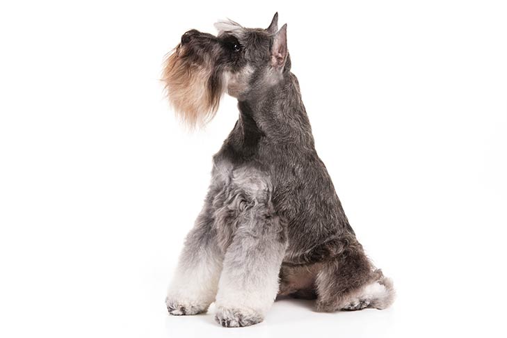 miniature schnauzer dog breed