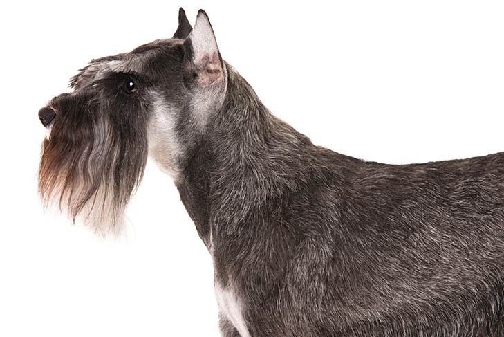 miniature schnauzer dog breed