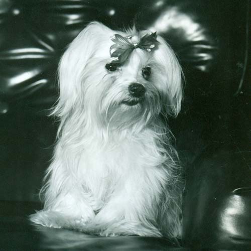 maltese dog breed information
